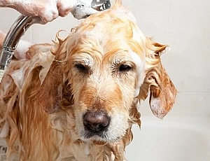 20 migliori shampoo per cani
