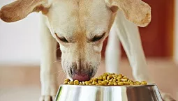 Els 10 millors aliments per a gossos grans