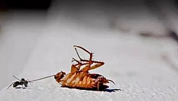 5 remedios para cucarachas más seguros