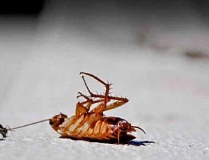 5 najvarnejših zdravil proti ščurkom