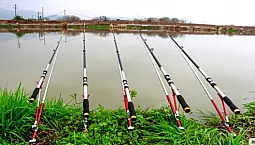 15টি সেরা ফিডার রড