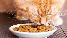 Οι 5 καλύτερες φαρμακευτικές τροφές για γάτες