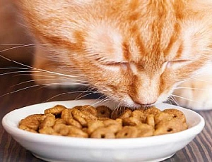 I 5 migliori alimenti medicati per gatti