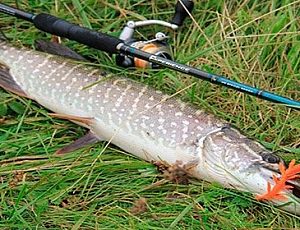 10 najlepszych spinningów na szczupaka