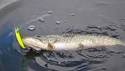 পাইকের জন্য 10টি সেরা লাইন