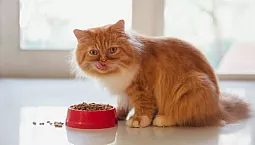 15 καλύτερες ξηρές τροφές για γάτες