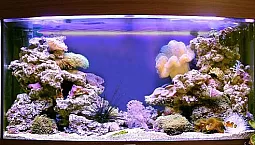 Top 10 producentów akwariów