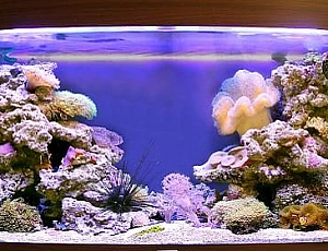 I 10 migliori produttori di acquari