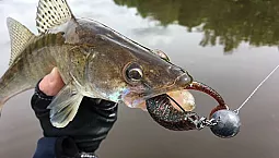 10 bästa silikonbeten för gös