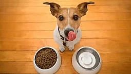 10 המזונות המובילים של ג'ק ראסל טרייר