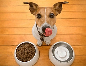 I 10 migliori cibi da Jack Russell Terrier