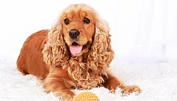 10 najlepszych potraw dla Cocker Spanieli