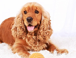 10 migliori alimenti per Cocker Spaniel