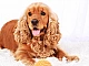 10 mejores alimentos para cocker spaniel