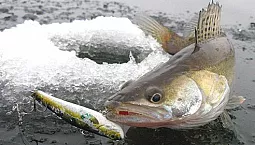 10 najlepszych rattlinów z Aliexpress