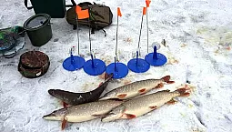 15 أفضل مقاود الكلاب