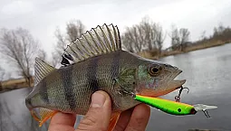 10 bästa wobblers för abborre