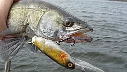 أفضل 10 متذبذبات للزاندر