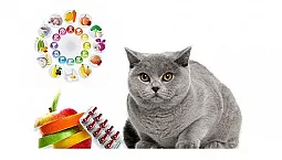 10 bästa kattvitaminer