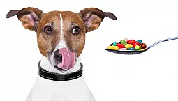 5 mejores pastillas para garrapatas para perros
