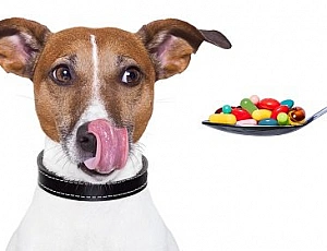 5 migliori pillole per zecche per cani