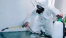 10 petua terbaik untuk menghilangkan lipas