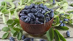 10 meilleures variétés de chèvrefeuille pour la voie du milieu