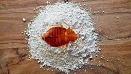 10 mejores polvos para chinches