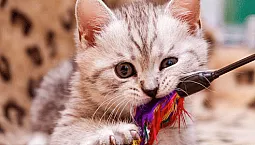 10 online obchodov so zvieratami