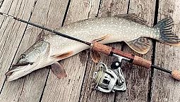 أفضل 10 نصائح تدور حول المفترس