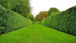 10 mejores plantas de cobertura