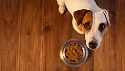 5 האנלוגים הטובים ביותר לאוכל אקאנה