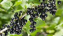 10 varietas blackcurrant terbaik untuk wilayah Moskow