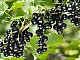 10 bästa svarta vinbärssorter för Moskva-regionen
