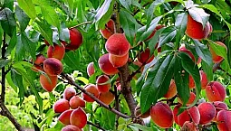 10 bästa sorterna av persika för Moskva-regionen