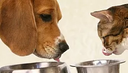 10 najlepszych alternatyw dla Royal Canin Food