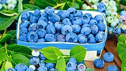 10 meilleures variétés de myrtilles pour la voie du milieu