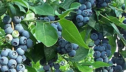 10 bästa sorterna av blåbär för Moskva-regionen