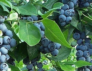 莫斯科地區的 10 種最佳藍莓品種