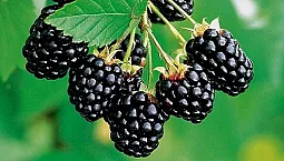 10 meilleures variétés de mûres pour la voie du milieu