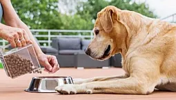 10 najlepszych karm dla psów dużych ras w 2021 roku