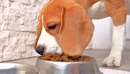 10 najlepszych bezzbożowych karm dla psów