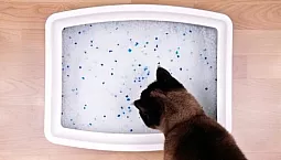 Cele mai bune 10 așternuturi cu gel de silice din 2021