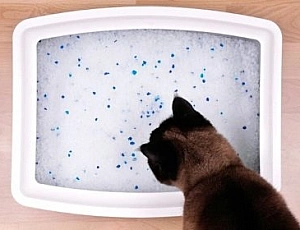 Le 10 migliori lettiere per gatti in gel di silice del 2021