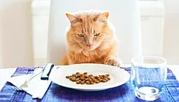 10 najlepszych bezzbożowych karm dla kotów