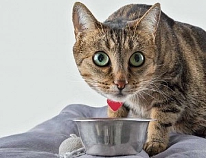 מזון החתולים הטוב ביותר - Royal Canin, Proplan או Monge?