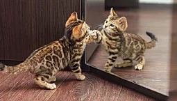 أفضل 5 بطاريات في موسكو