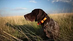 10 Kolar Anjing Penjejak GPS Terbaik untuk Memburu