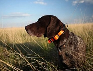 10 migliori collari per cani GPS Tracker per la caccia