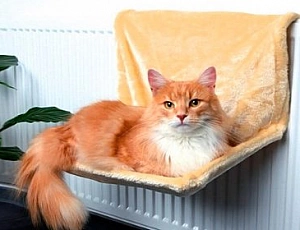5 migliori amache per gatti